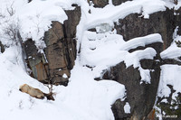 Elk, Rocky Mountain Winter