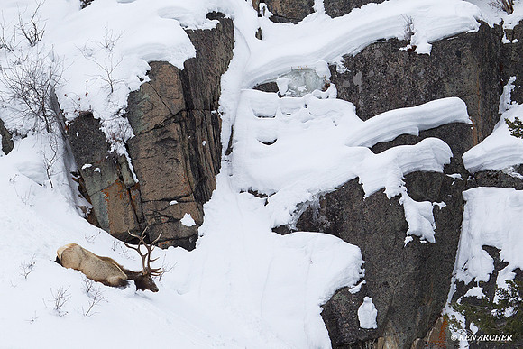 Rocky Mountain Elk