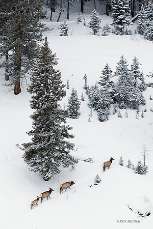 EKWR01597 - Rocky Mountain Elk