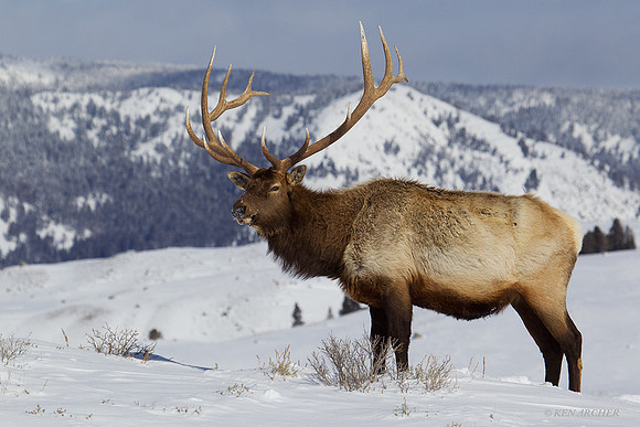 EKWR00068 Rocky Mountain Elk