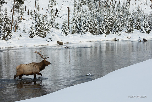 EKWR02360 - Rocky Mountain Elk