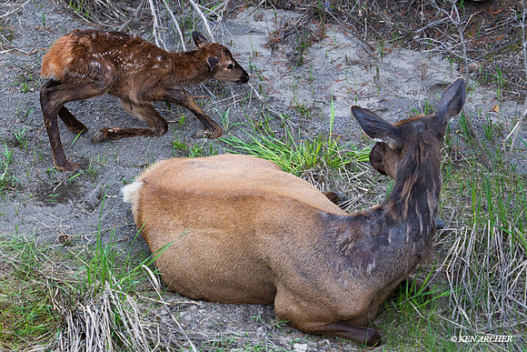RMEK01198 Rocky Mountain Elk