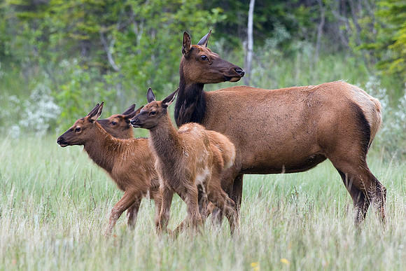 RMEK00382-Rocky-Mountain-Cow-Elk-with-Calves-