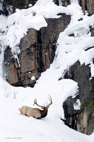 EKWR00426 Rocky Mountain Elk