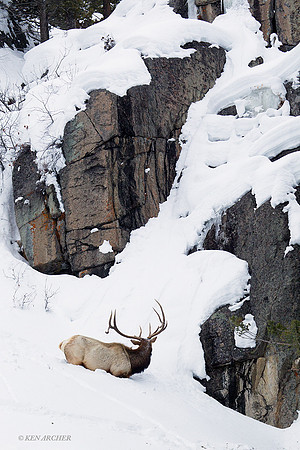EKWR00426 Rocky Mountain Elk