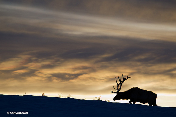 Rocky Mountain Elk