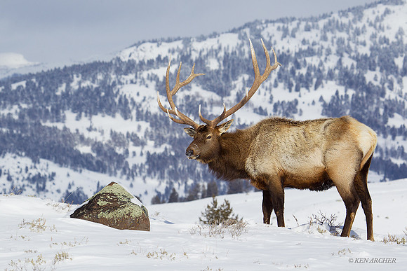 EKWR00080 Rocky Mountain Elk