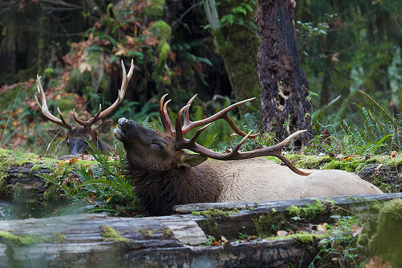 Roosevelt Bull Elk - RSEK01729
