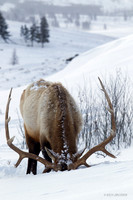 EKWR00137 Rocky Mountain Elk