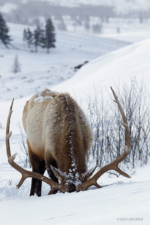 EKWR00137 Rocky Mountain Elk