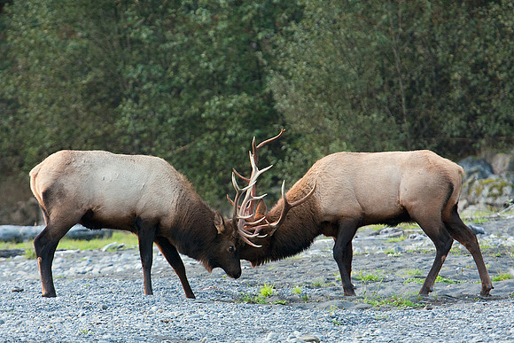 Roosevelt-Elk Sparring - RSEK01441