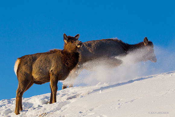EKWR00194 Rocky Mountain Elk