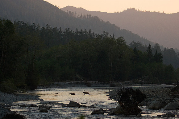 Roosevelt Elk in River - RSEK00329