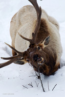 EKWR00485 Rocky Mountain Elk