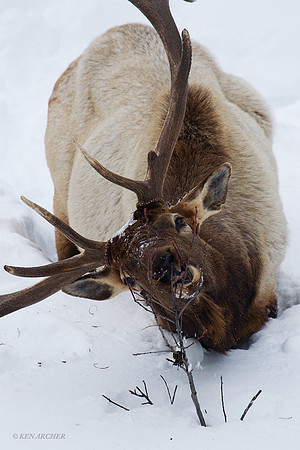EKWR00485 Rocky Mountain Elk