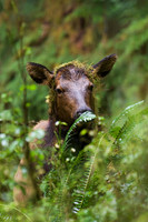 RSEK00801-Roosevelt-Elk