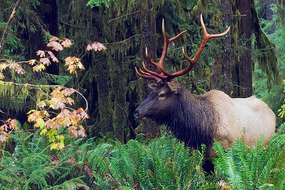 RSEK00566-Roosevelt-Elk