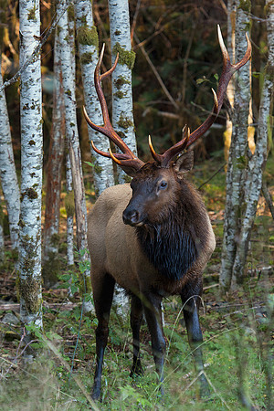 Roosevelt Bull Elk