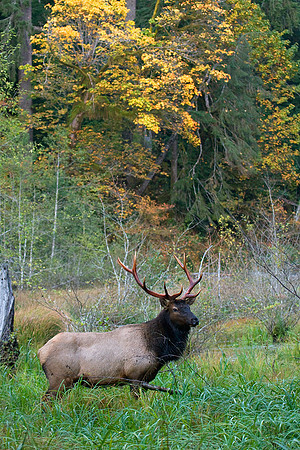RSEK00962-Roosevelt-Elk