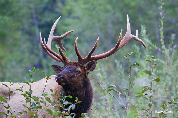 RSEK02106 - Roosevelt Elk