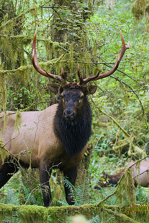 Roosevelt Bull Elk - RSEK00069