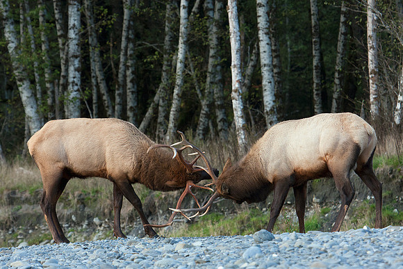 RSEK01464-Roosevelt-Elk