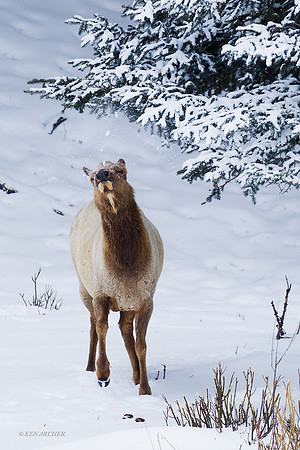 EKWR01617 - Rocky Mountain Elk