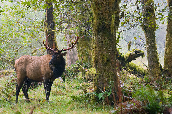 RSEK00600-Roosevelt-Elk