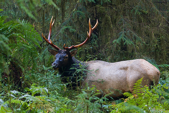 RSEK00679-Roosevelt-Elk