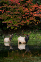 Roosevelt Elk