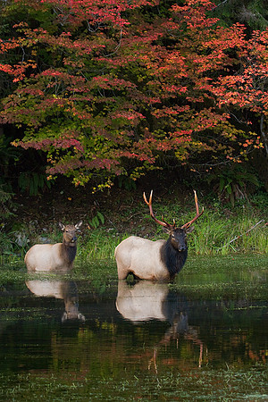 Roosevelt Elk