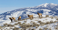 EKWR00951 Rocky Mountain Elk