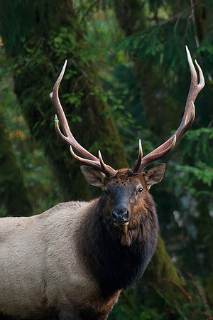RSEK01425-Roosevelt-Elk