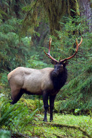Roosevelt Bull Elk - RSEK00763