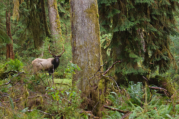 RSEK00734-Roosevelt-Elk