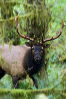 Roosevelt Elk