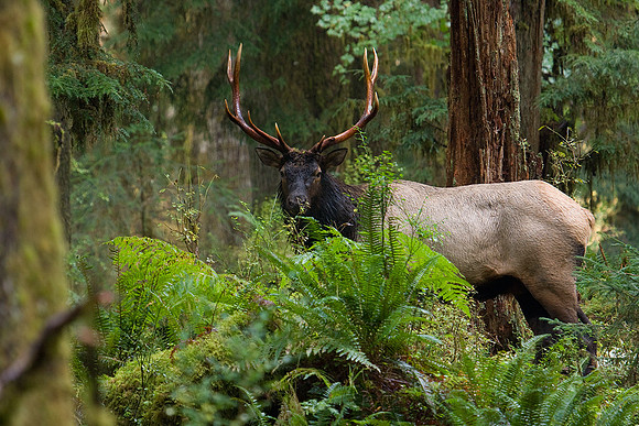 RSEK00770-Roosevelt-Elk
