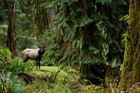Roosevelt Bull Elk