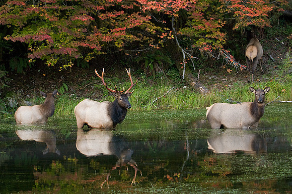 RSEK00928-Roosevelt-Elk