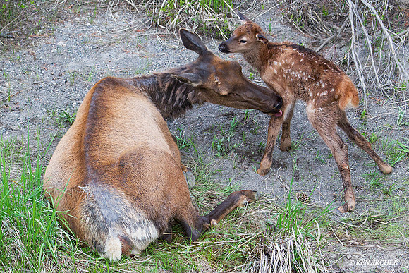 RMEK01382 Rock Mountain Elk