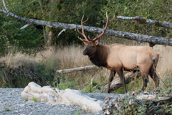 RSEK01430-Roosevelt-Elk