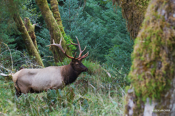 RSEK02134 Roosevelt Elk