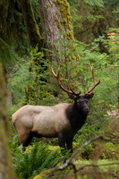 RSEK00722-Roosevelt-Elk