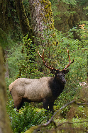 RSEK00722-Roosevelt-Elk