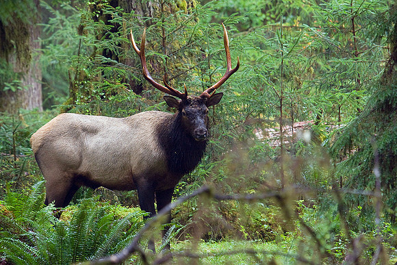 Roosevelt Elk - RSEK00741