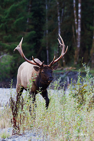 RSEK02006 - Roosevelt Elk