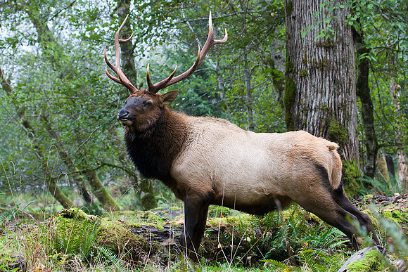 RSEK01695-Roosevelt-Elk