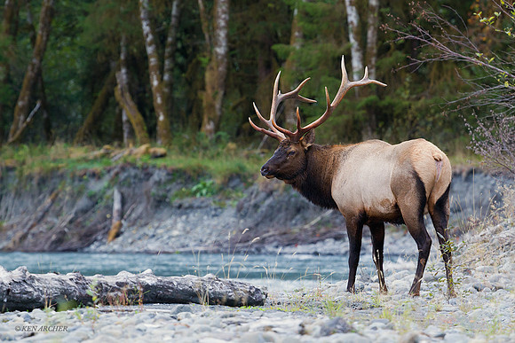 RSEK02024 - Roosevelt Elk