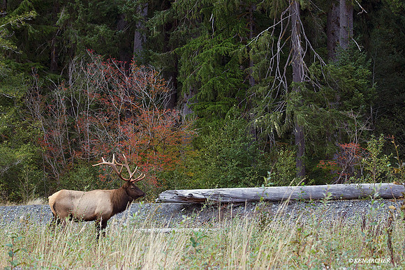 RSEK01910 Roosevelt Elk