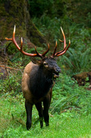 RSEK00390-Roosevelt-Elk